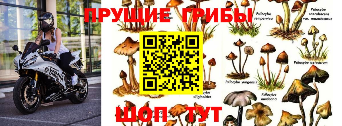 Псилоцибиновые грибы Psilocybe  Псилоцибиновые грибы Psilocybine cubensis  Вход с VPN  Осинники 